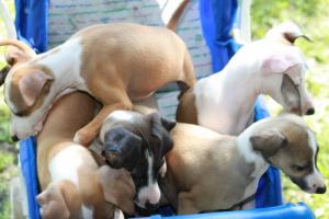 ItalianGreyhoundPuppies